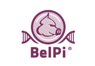 Nieuwe BelPi-TOP beren!